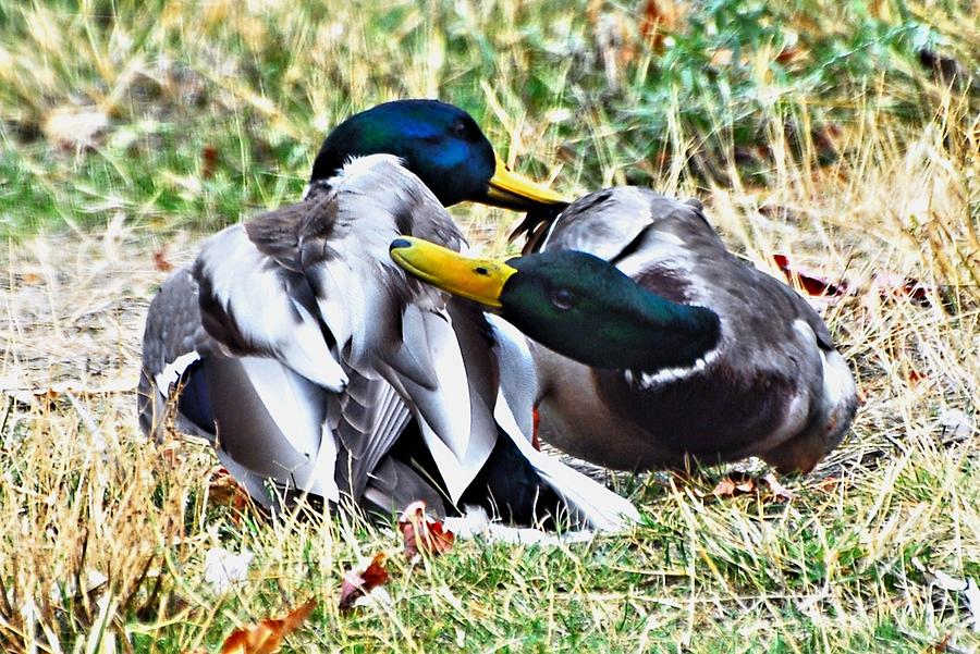 Duck Photograph - Duck Battle by Don Mann