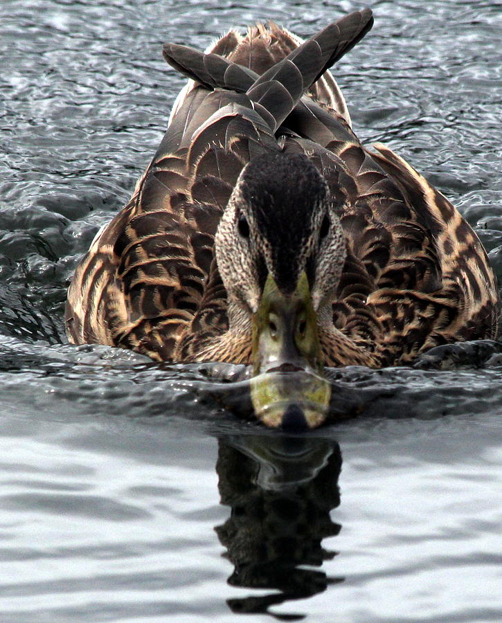 Duck Photograph - Duck bill in water by Heidi Nelson