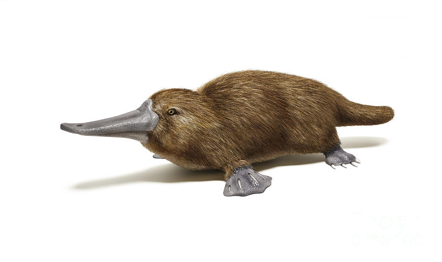 Duck-billed Platypus On White Digital Art