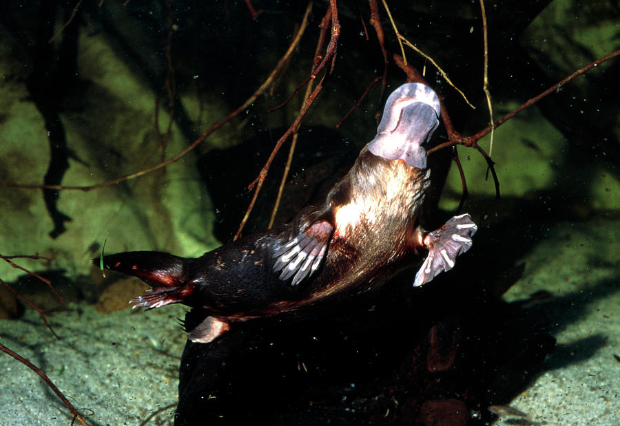 duck billed platypus scientific name