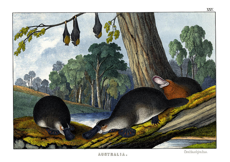 Mammal Drawing - Duck-billed Platypus by Splendid Art Prints