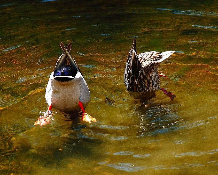 Duck Butts Photograph by Steven Reed