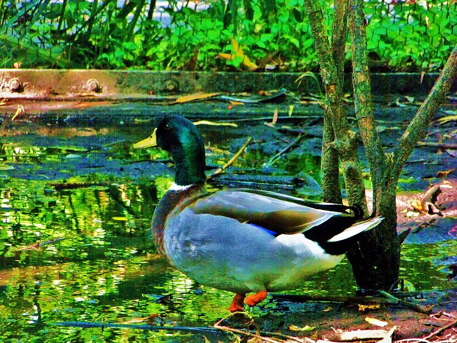 Duck Photograph