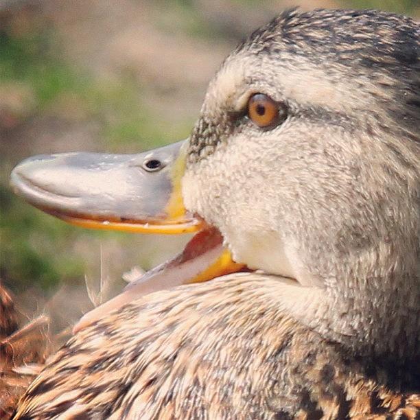 Feather Photograph - Duck Close Up #duck #closeup #eye by Lisa Thomas