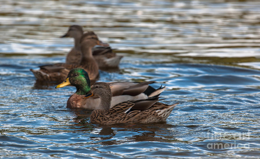 Duck Conference Call Photograph