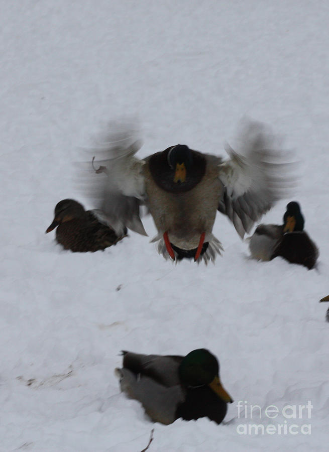Duck Crash Landing Photograph by John Telfer