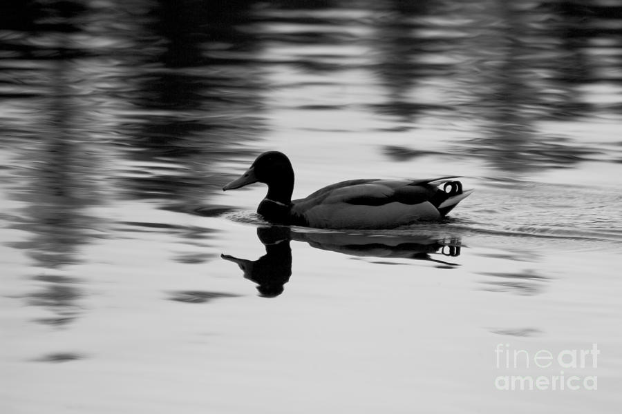 Duck Photograph - Duck by Deanna Proffitt