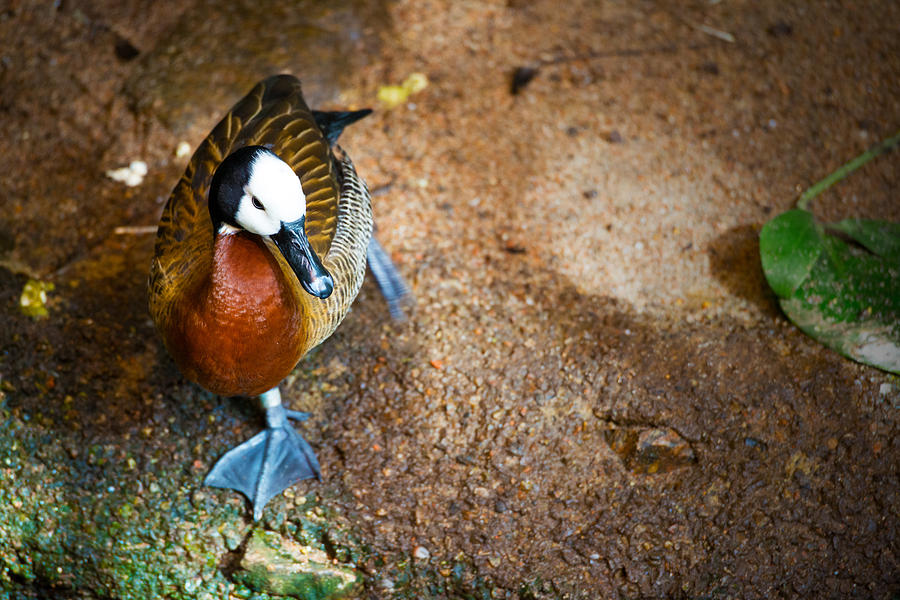 Duck duck duck Photograph by Andy Fung | Fine Art America