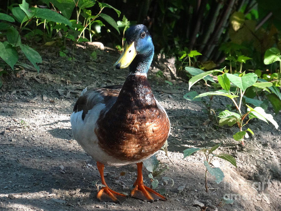 Duck Duck Goose - 22 Photograph by Christopher Plummer
