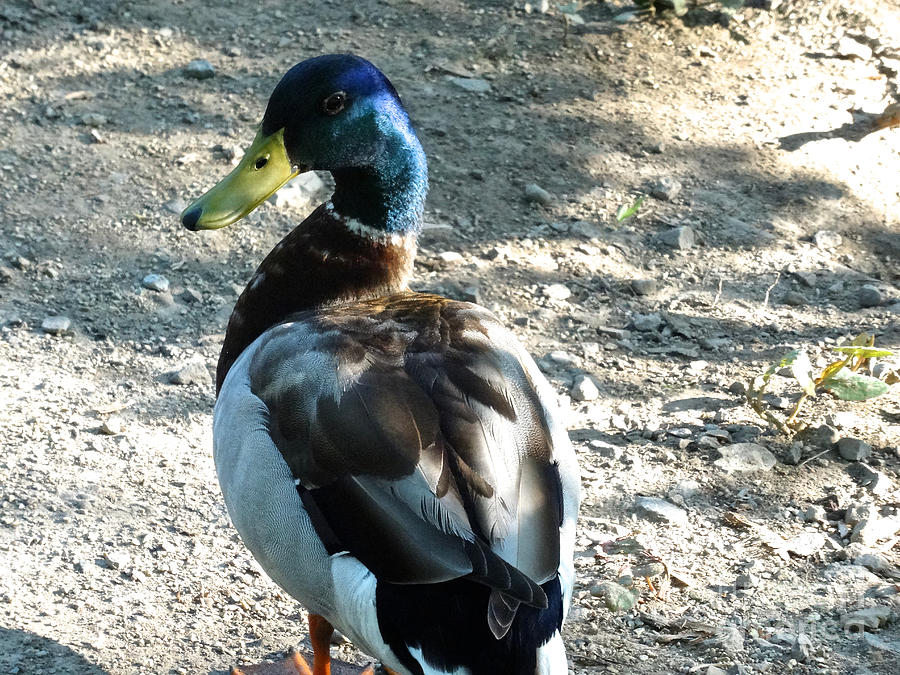 Duck Duck Goose - 24 Photograph by Christopher Plummer
