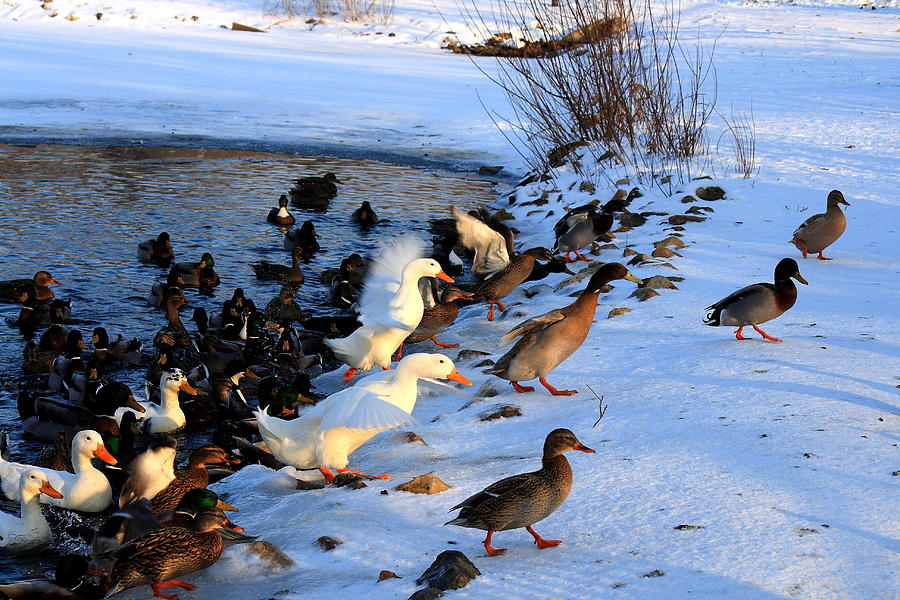 Duck Duck Goose Photograph by David Dufresne