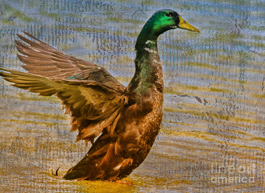 Duck Duck Goose Photograph by Deborah Benoit