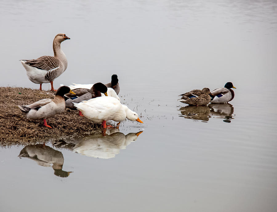 Duck Duck Goose Goose... Photograph by Mark Alder