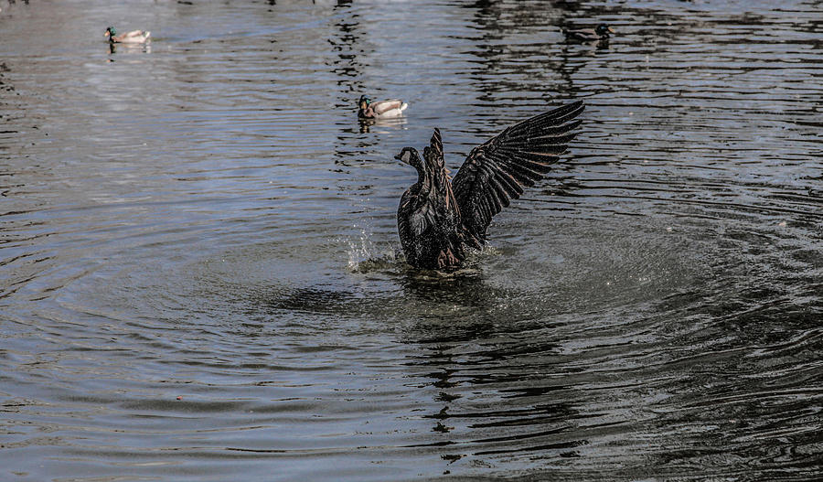Duck Duck Goose Photograph by Ray Congrove