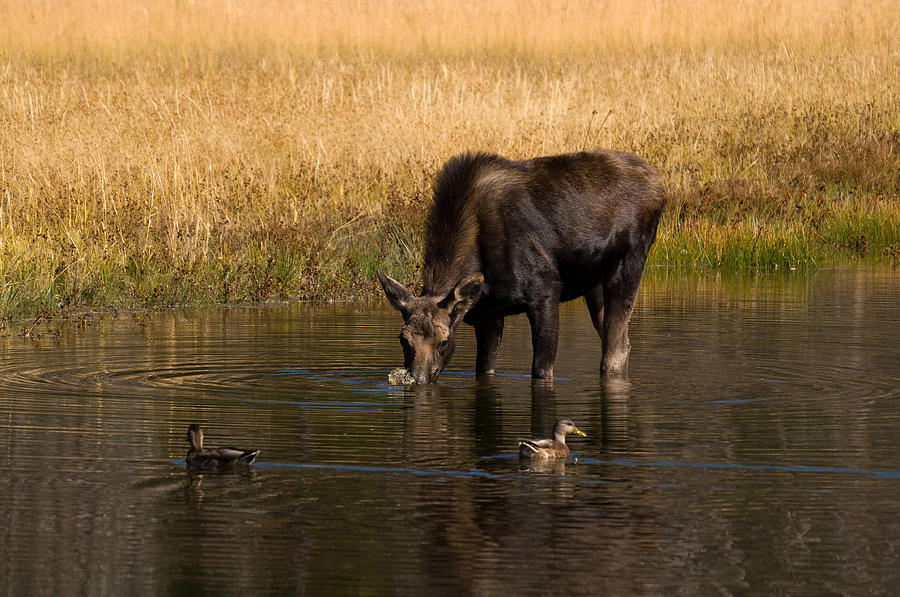Duck Duck Moose Photograph by Steve Stuller