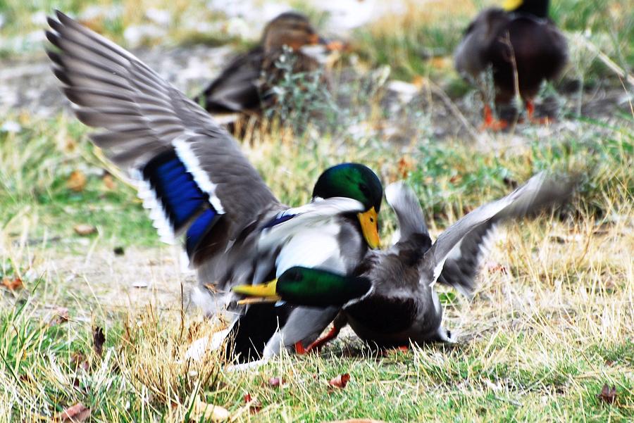Duck Photograph - Duck Duel by Don Mann