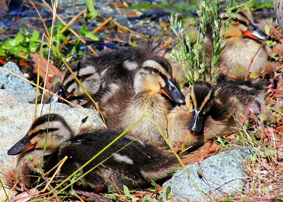 Wildlife Photograph - Duck Dynasty Ducklings by Tap On Photo