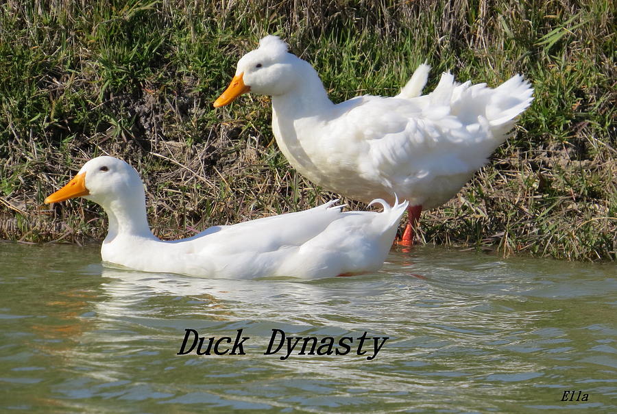 Duck Dynasty Photograph by Ella Kaye Dickey