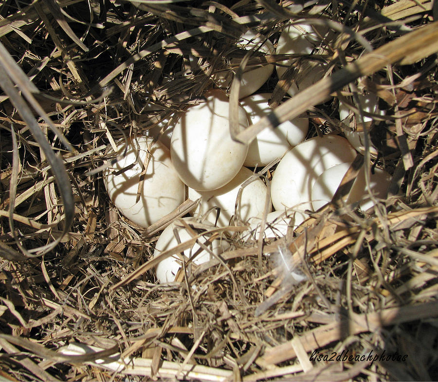 Duck Eggs In A Nest Photograph by Lisa Jones - Fine Art America