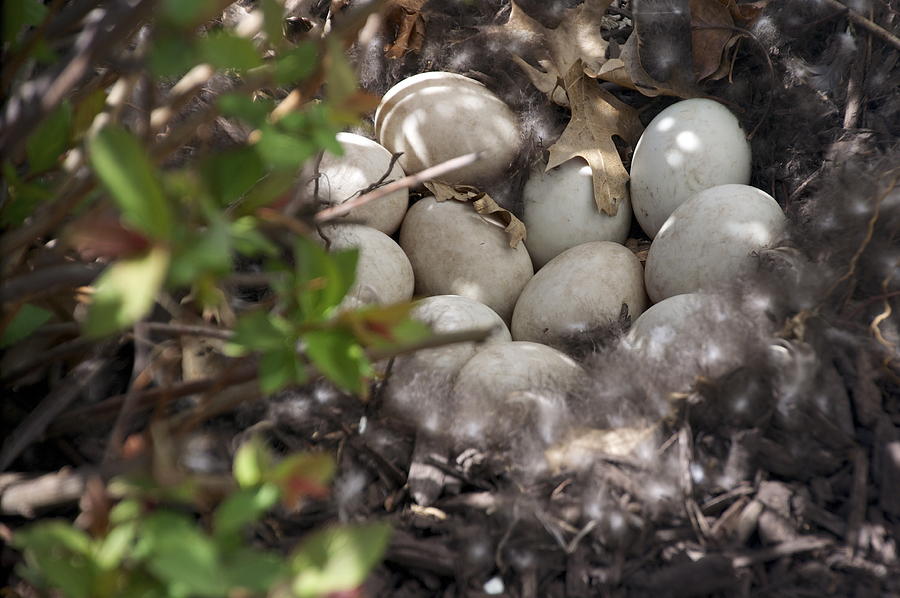 Duck Eggs Photograph by Mark Holden - Fine Art America