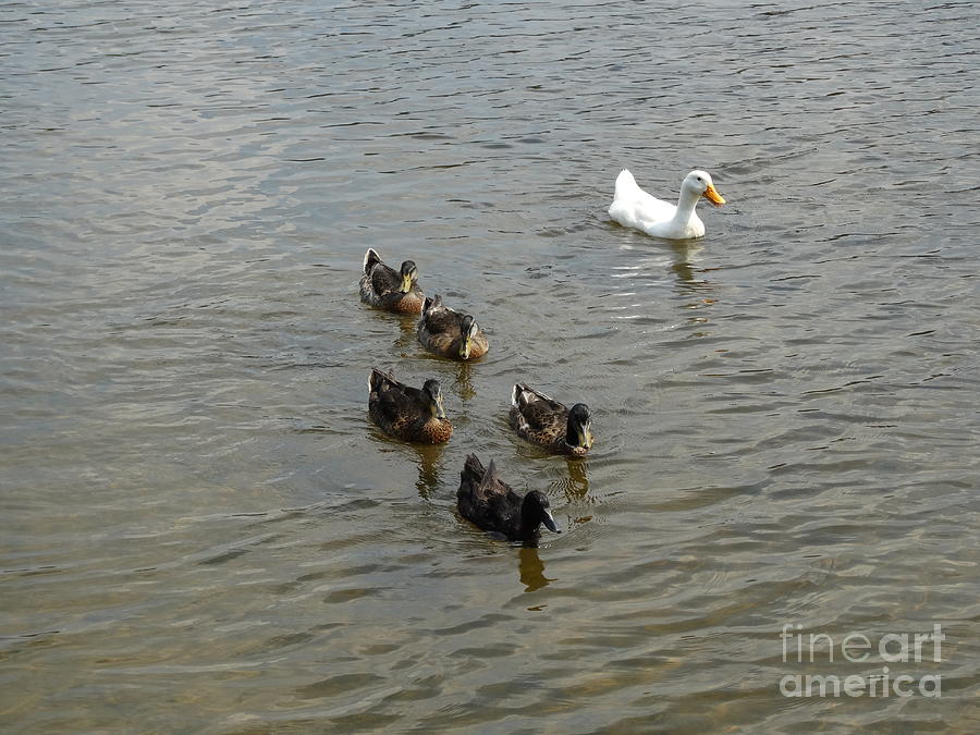 Duck Family Photograph by Joseph Baril