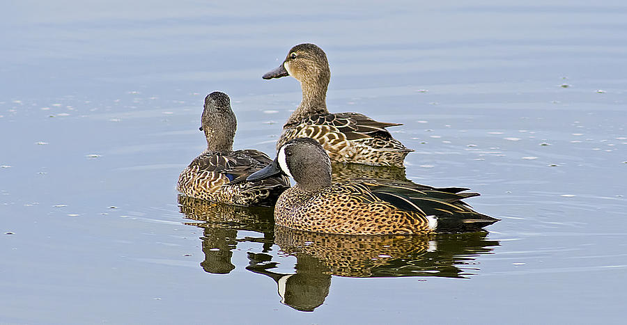 Duck Family Photograph by Kenneth Albin