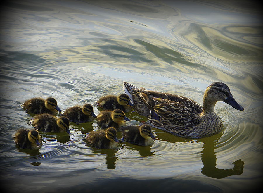 Duck Family Photograph by Laurie Perry
