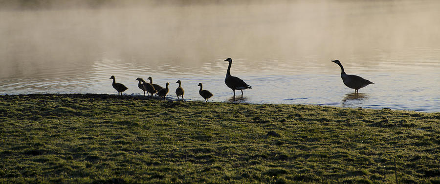 Duck Family Panorama Photograph by Bill Cannon - Fine Art America