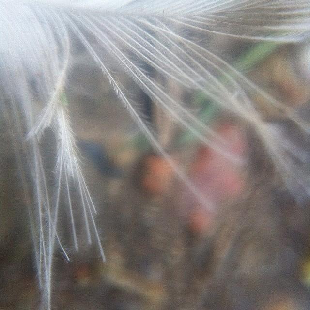 Macro Photograph - Duck Feather #macro #iphoneography by Ariadne Blue
