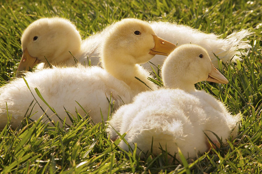 Duck Fluff Photograph by Daniel Kasztelan - Fine Art America