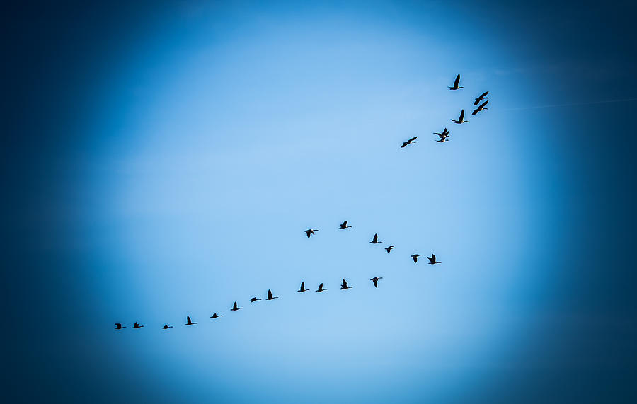 Duck Formation Photograph by Bruce Morris | Fine Art America