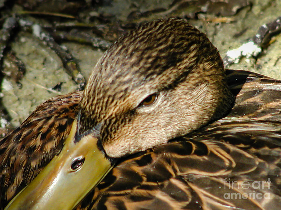 Duck Photograph by George DeLisle