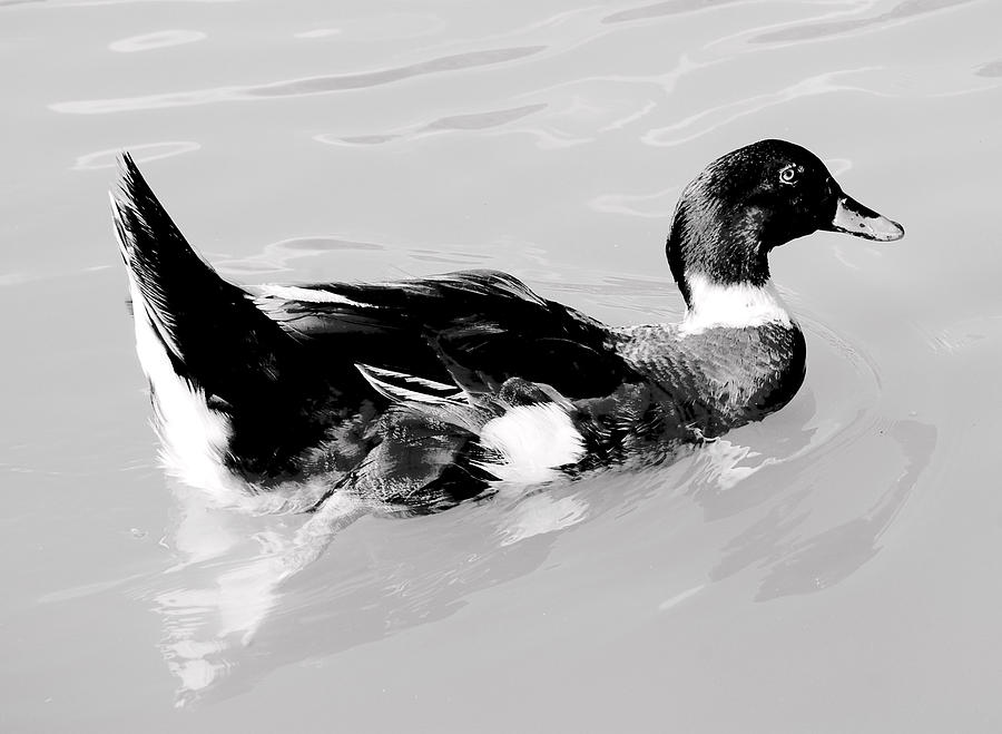 Duck Digital Art by Gina Dsgn
