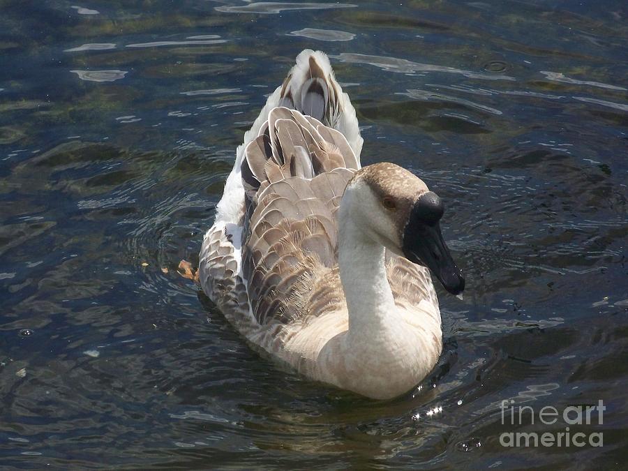 Duck Photograph by Hilton Barlow | Fine Art America