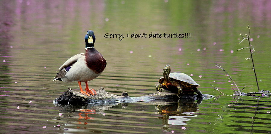 Turtle Photograph - Duck Humor by Rosanne Jordan