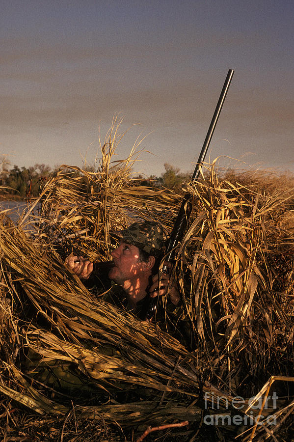 Sports Photograph - Duck Hunter In Blind by Ron Sanford