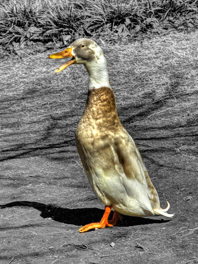 Duck I Can Sing Photograph by John Straton