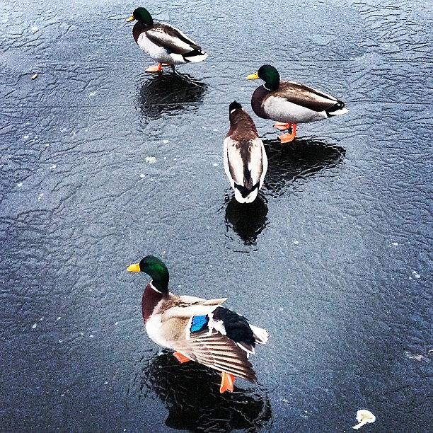 Winter Photograph - Duck Ice Hockey #ducks #mallards by Lisa Thomas