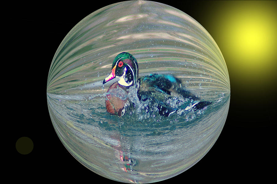 Animal Photograph - Duck In A Bubble  by Jeff Swan