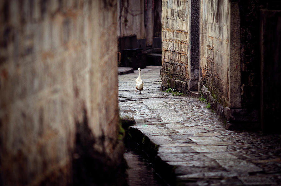 Duck In Alley Photograph by Jacky Lee