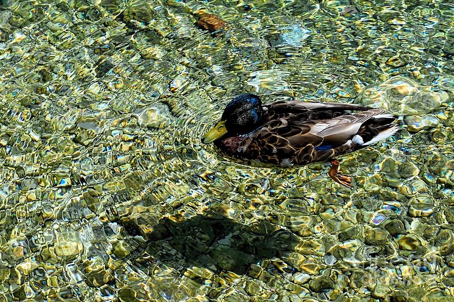 Duck In Clear Water Photograph
