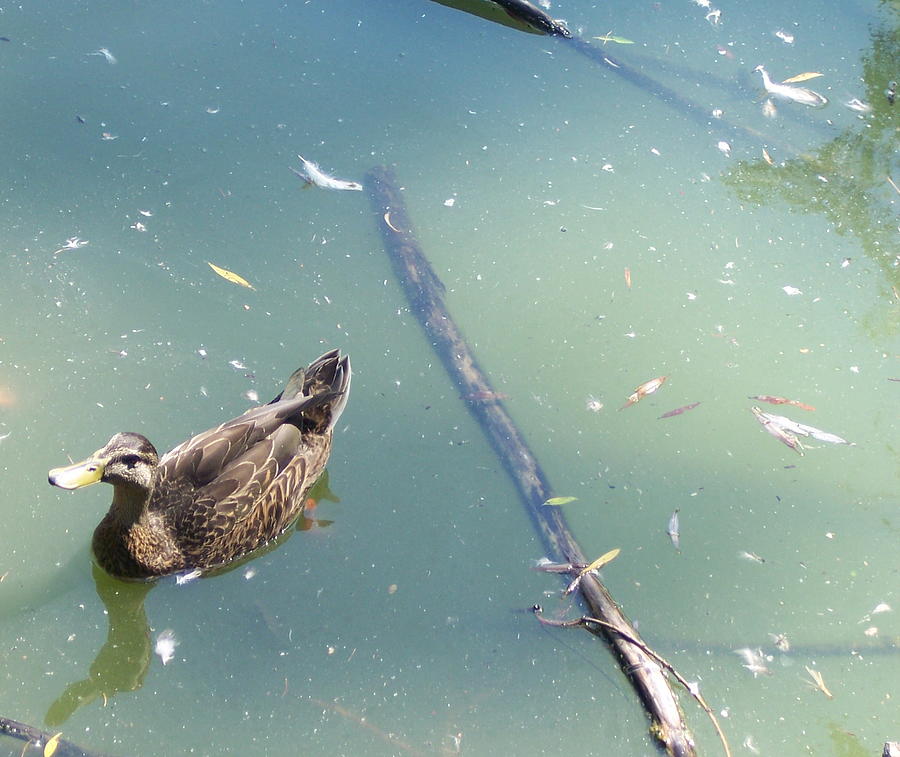 Duck Photograph - Duck in Pond by Michelle Miron-Rebbe