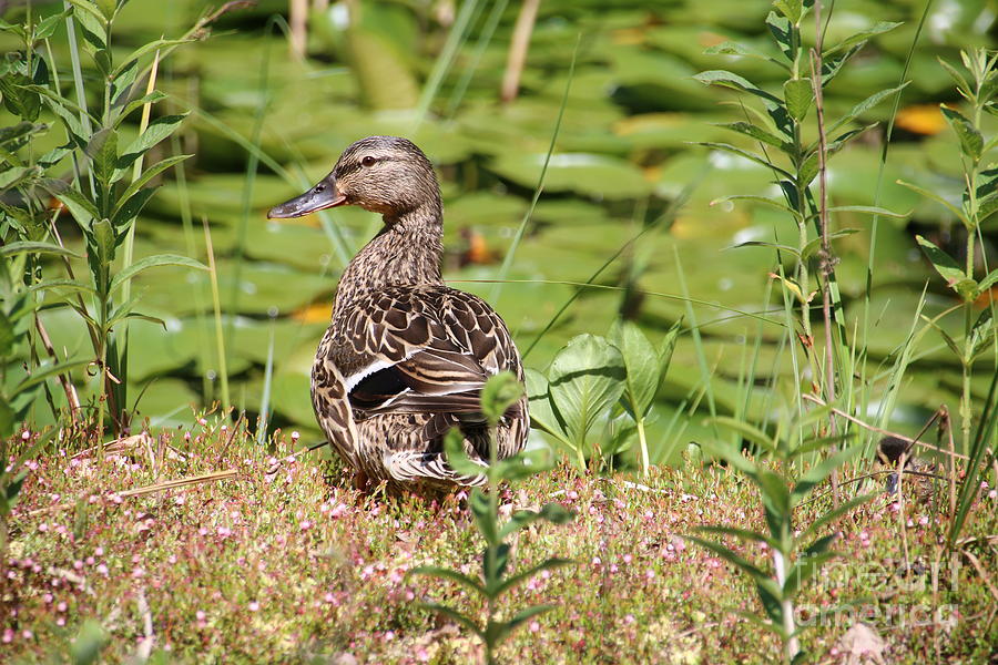 Duck in the grass Photograph by Amanda Mohler