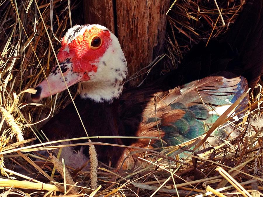 Duck in the Roost Photograph by Nathan Cole Pixels
