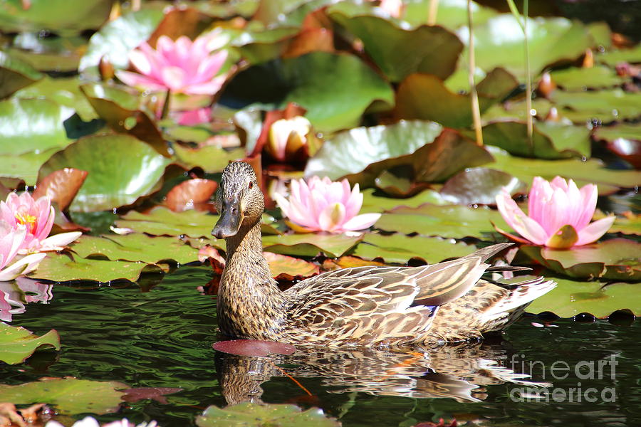 Duck in the Water Lilies Photograph by Amanda Mohler