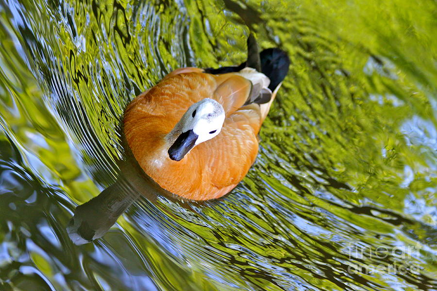 Duck Photograph - Duck In Water by Jay Nodianos