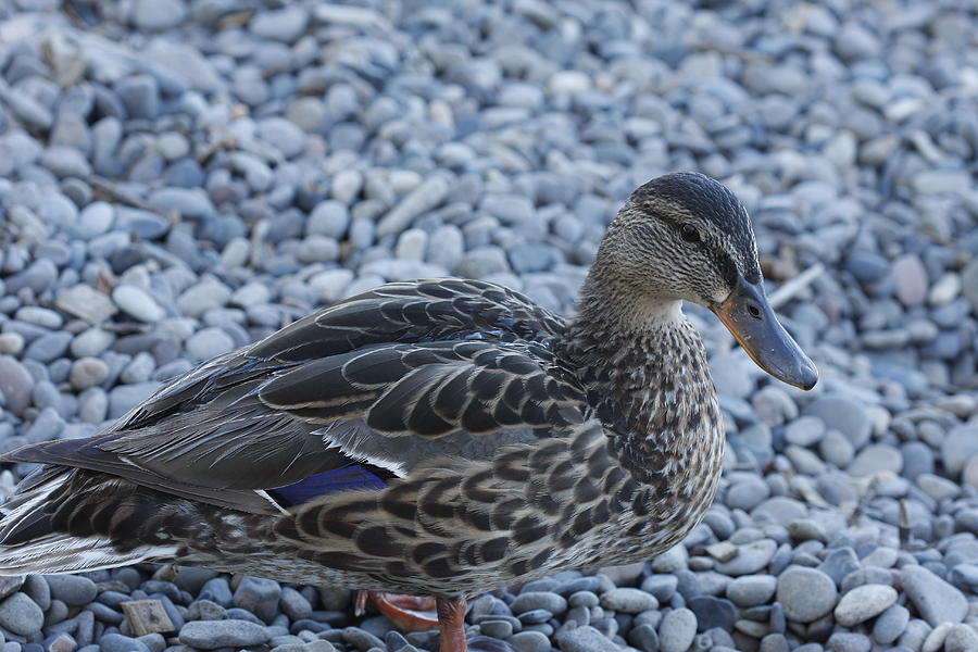 Duck Photograph by Kimberly Oegerle