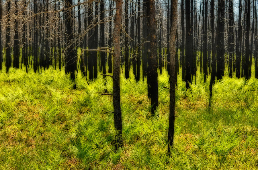 Duck Lake Fire Regrowth Photograph by Kathryn Lund Johnson