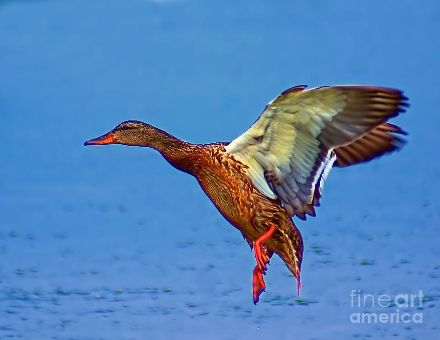 Duck Landing Photograph by Nick Zelinsky Jr