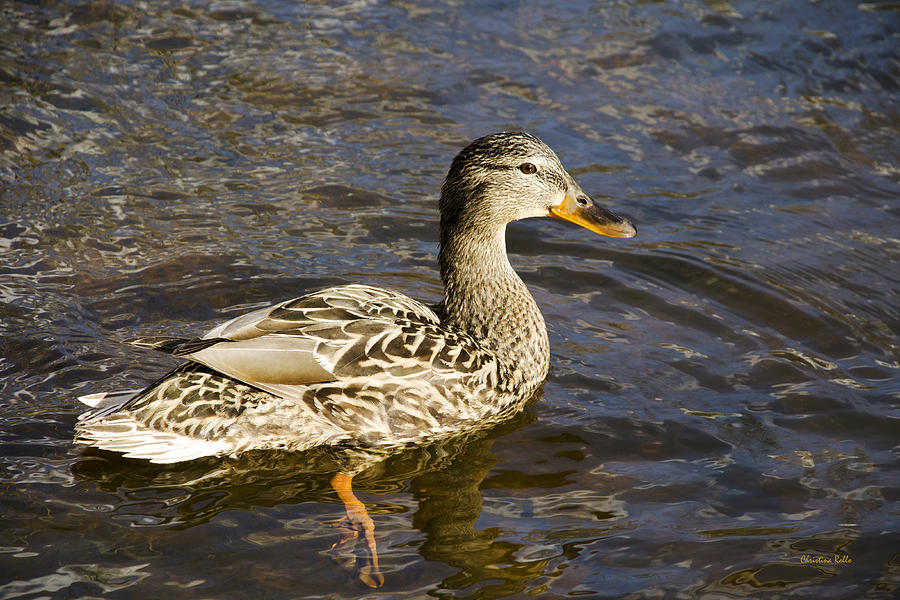 Mallard Duck Photograph by Christina Rollo